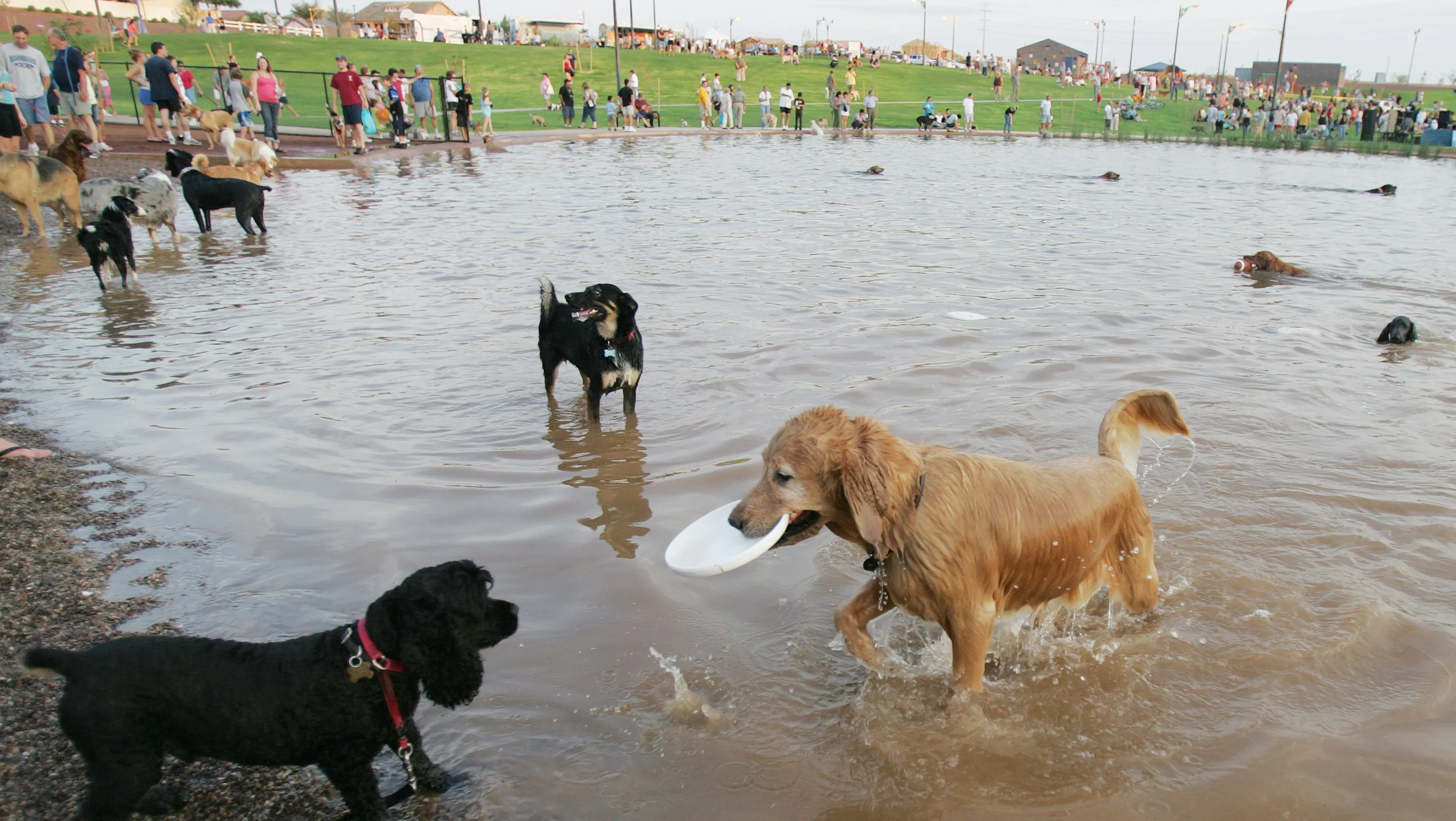 Cosmo Dog Park